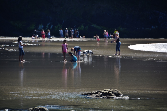 Heceta Head beach with lots of people on shore